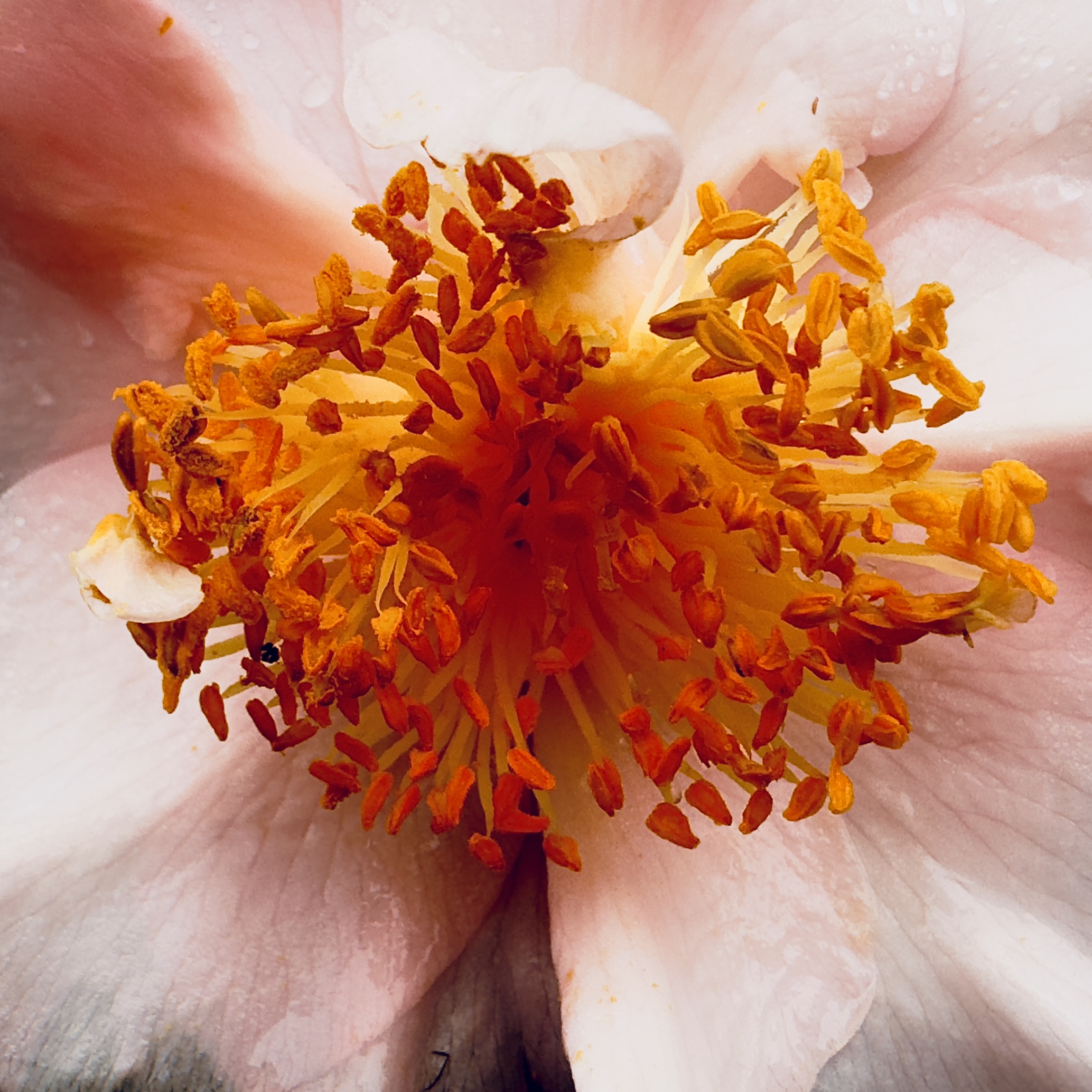 Grande plano de uma flor com pétalas rosa claro. Foco nas anteras e filetes da flor, muito laranjas e carregadas de pólen.